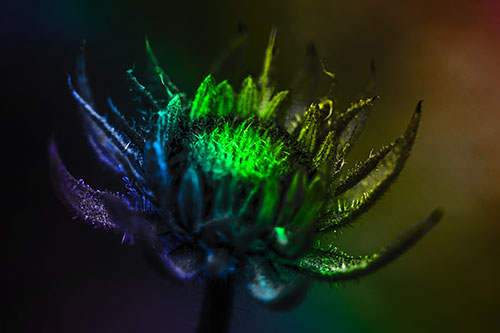 Fuzzy Unfurling Sunflower Bud Blooming (Rainbow Tone Photo)