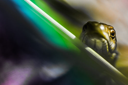 Garter Snake Peeking Head Over Dried Fescue Grass Blade (Rainbow Tone)