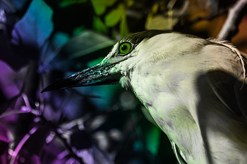 Gazing Black Crowned Night Heron Among Tree Branches (Rainbow Tone Photo)