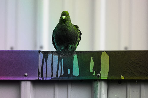 Glaring Pigeon Keeping Watch Along Steel Roof Edge (Rainbow Tone)