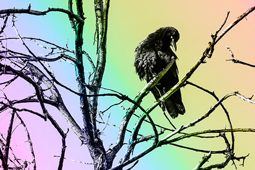 Glaze Eyed Crow Tilting Head Among Dead Tree Branches (Rainbow Tone)