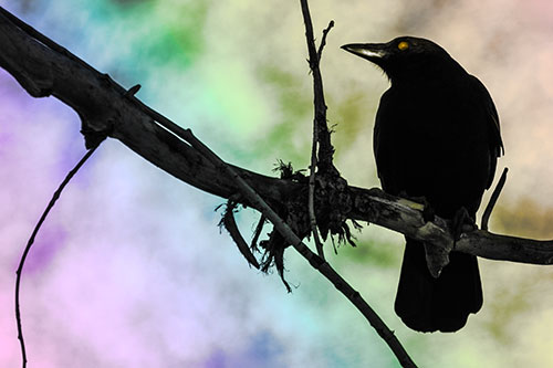 Glazed Eyed Crow Gazing Sideways Along Sloping Tree Branch (Rainbow Tone)