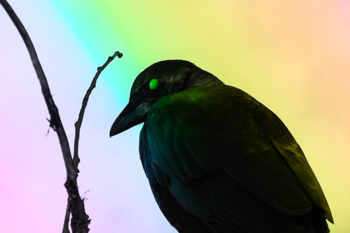 Glazed Eyed Crow Hunched Over Atop Tree Branch (Rainbow Tone Photo)
