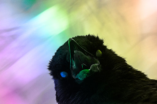 Glazed Eyed Tongue Screaming Crow (Rainbow Tone Photo)