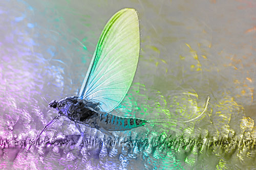 Glistening Mayfly Enjoying Bright Sunlight (Rainbow Tone)