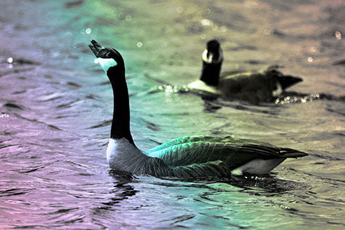 Goose Honking Loudly On Lake Water (Rainbow Tone Photo)