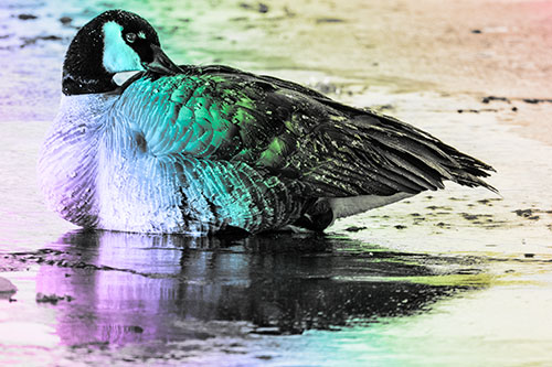 Goose Resting Atop Ice Frozen River (Rainbow Tone Photo)