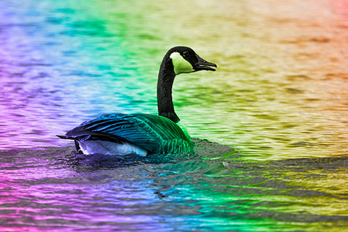 Goose Swimming Down River Water (Rainbow Tone Photo)