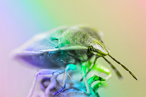 Gorse Shieldbug Standing Atop Gumplant (Rainbow Tone)