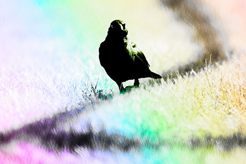 Grackle Bird Walking Down Shadow Line (Rainbow Tone Photo)