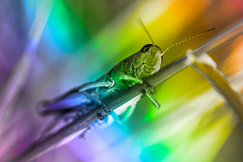 Grasshopper Cuddles Grass Blade Tightly (Rainbow Tone Photo)