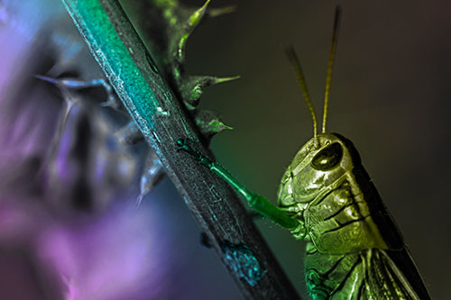 Grasshopper Hangs Onto Weed Stem (Rainbow Tone Photo)