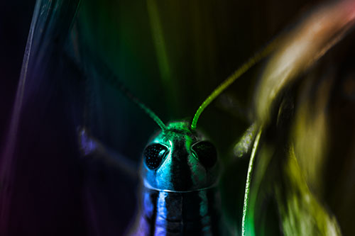 Grasshopper Holds Tightly Among Windy Grass Blades (Rainbow Tone Photo)