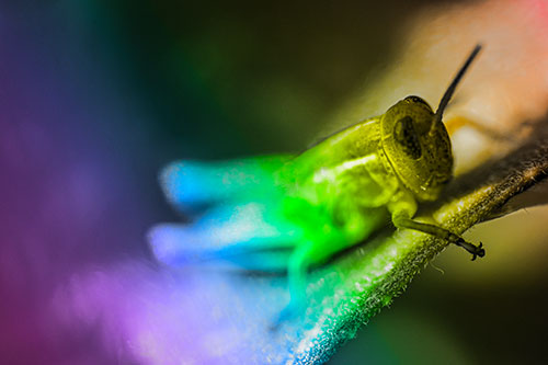 Grasshopper Laying Down Atop Leaf Petal (Rainbow Tone Photo)