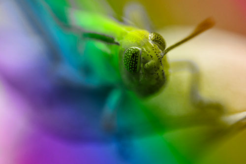 Grasshopper Perched Atop Plant Leaf (Rainbow Tone Photo)