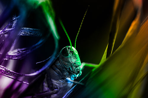 Grasshopper Perched Between Dead And Alive Grass (Rainbow Tone)