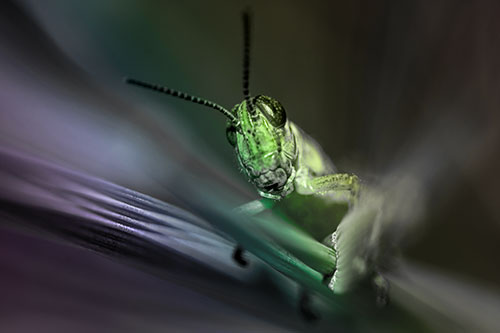 Grasshopper Rides Grass Blades Among Wind (Rainbow Tone)
