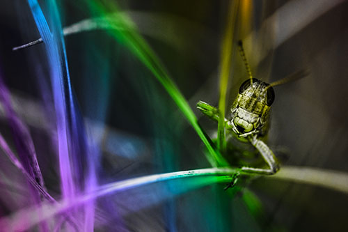 Grasshopper Smiling Among Intersecting Grass Blades (Rainbow Tone)