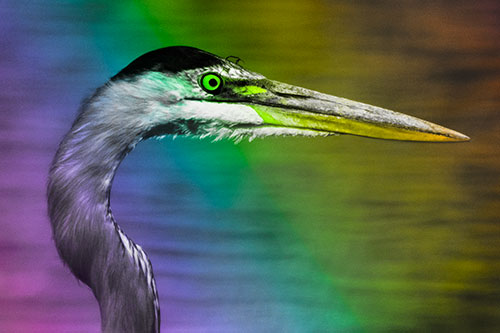 Great Blue Heron Beyond Water Reed Grass (Rainbow Tone Photo)