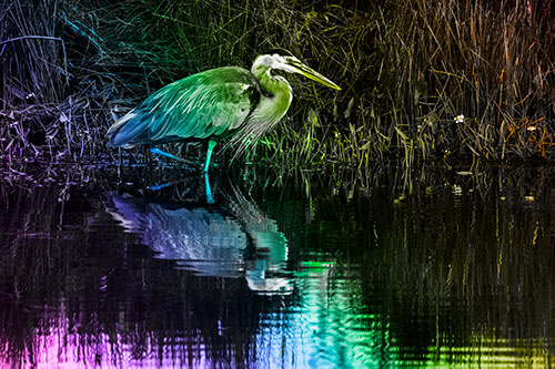 Great Blue Heron Searching Shoreline (Rainbow Tone Photo)