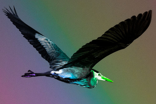 Great Blue Heron Soaring The Sky (Rainbow Tone)