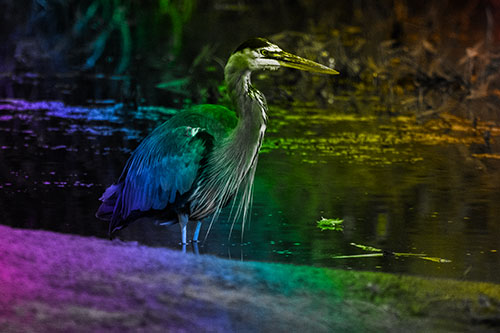 Great Blue Heron Standing Among Shallow Water (Rainbow Tone Photo)