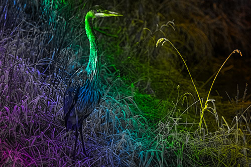 Great Blue Heron Standing Tall Among Feather Reed Grass (Rainbow Tone Photo)