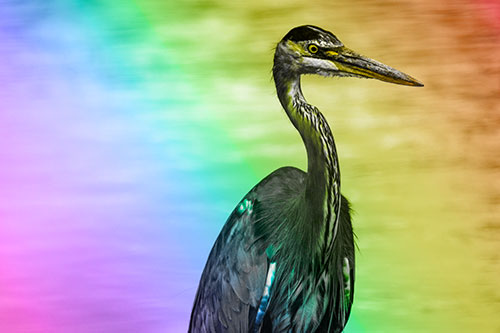 Great Blue Heron Standing Tall Among River Water (Rainbow Tone Photo)