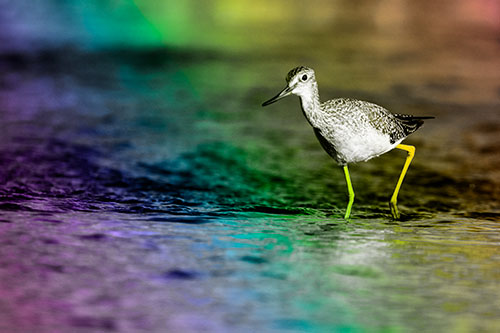 Greater Yellowlegs Bird Walking On River Water (Rainbow Tone Photo)