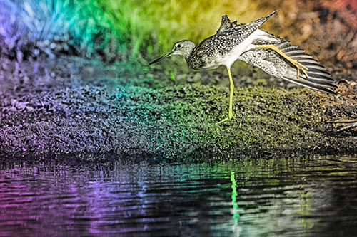 Greater Yellowlegs Stretching Along River Shore (Rainbow Tone)