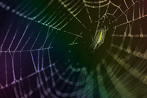 Hanging Orb Weaver Spider Perched Among Dew Covered Web (Rainbow Tone)