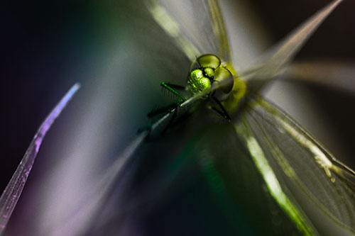 Happy Dragonfly Hugs Grass Blade Edge (Rainbow Tone Photo)