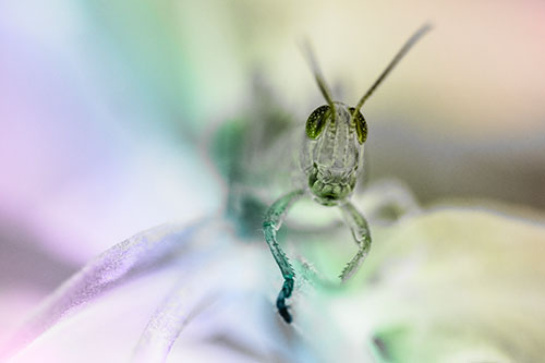 Happy Grasshopper Smiling Among Sneezeweed Leaves (Rainbow Tone)