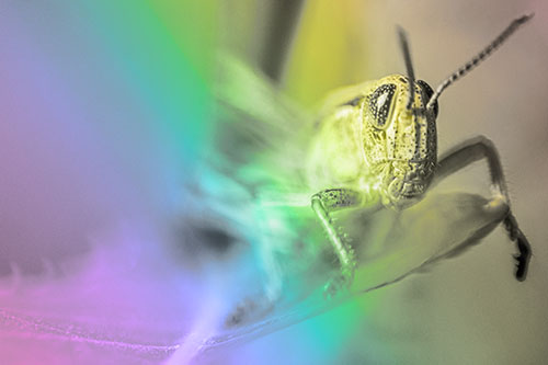 Happy Grasshopper Standing Among Sloping Leaf (Rainbow Tone)