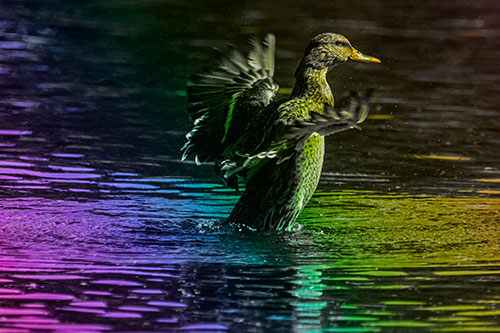 Happy Mallard Duck Flapping Wings Towards Sunshine (Rainbow Tone)