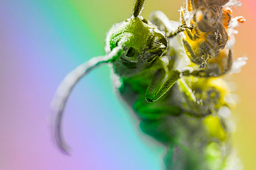 Happy Milkweed Beetle Climbing Fuzzy Plant (Rainbow Tone)