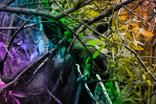 Happy Moose Smiling Behind Tree Branches (Rainbow Tone)
