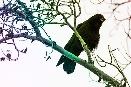 Happy Open Mouthed Crow Cawing (Rainbow Tone Photo)