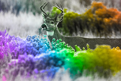 Happy White Tailed Deer Wanders Behind Vegetation (Rainbow Tone)