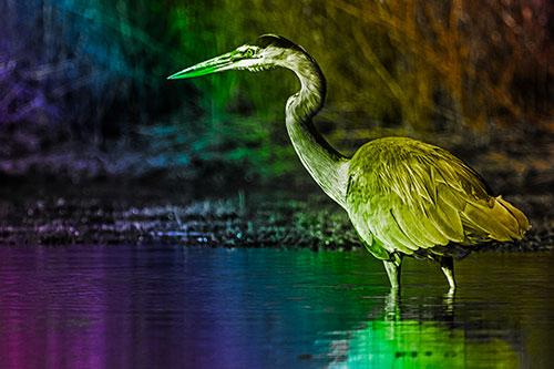 Head Tilting Great Blue Heron Hunting For Fish (Rainbow Tone Photo)