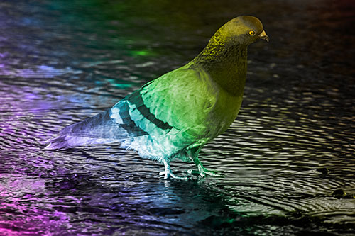 Head Tilting Pigeon Wading Atop River Water (Rainbow Tone)