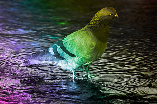 Head Tilting Pigeon Wading Atop River Water (Rainbow Tone Photo)