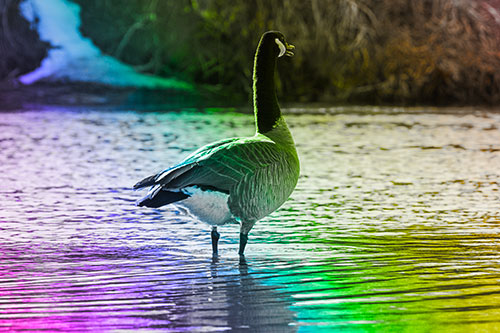 Honking Canadian Goose Standing Among River Water (Rainbow Tone Photo)