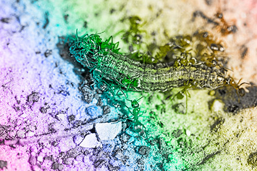 Horde Of Ants Feasting On Caterpillar (Rainbow Tone Photo)
