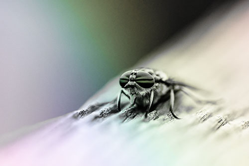Horse Fly Resting Among Grooved Wood (Rainbow Tone)