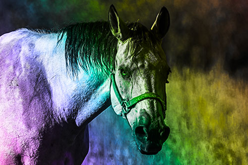 Horse Making Eye Contact (Rainbow Tone Photo)