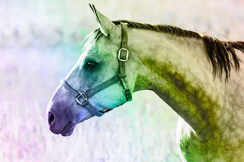 Horse Wearing Bridle Among Sunshine (Rainbow Tone Photo)