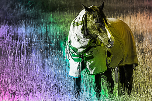 Horse Wearing Coat Atop Wet Grassy Marsh (Rainbow Tone)