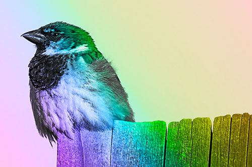 House Sparrow Perched Atop Wooden Post (Rainbow Tone Photo)