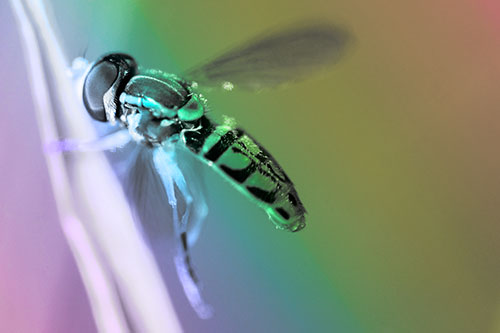 Hoverfly Hugs Grass Blade (Rainbow Tone Photo)
